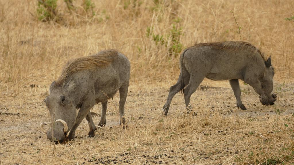 Arusha Holiday Safari 외부 사진